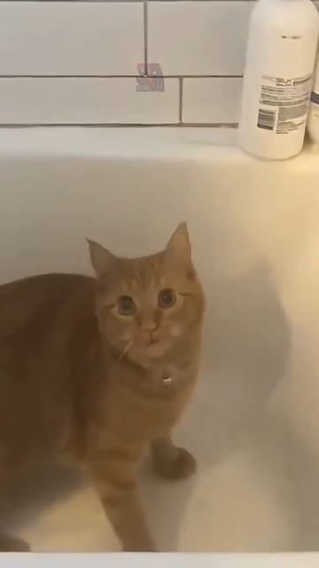 Смешные и милые КоТиКи 😼🫶😎