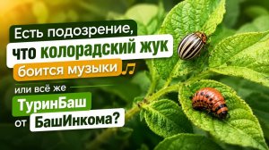 Лучшее средство от колорадского жука? Проверяем на картофеле