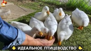 Идеальное птицеводство достойно восхищения 🐓🦆🦢🦚🦃🐔 эпизод (507)