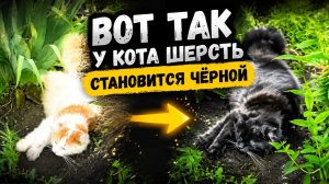 Вот так у кота шерсть становится чёрной