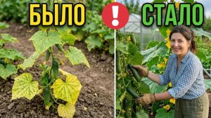Листья огурцов желтеют? Срочно сделайте это! Почему желтеют листья огурцов и как это остановить!