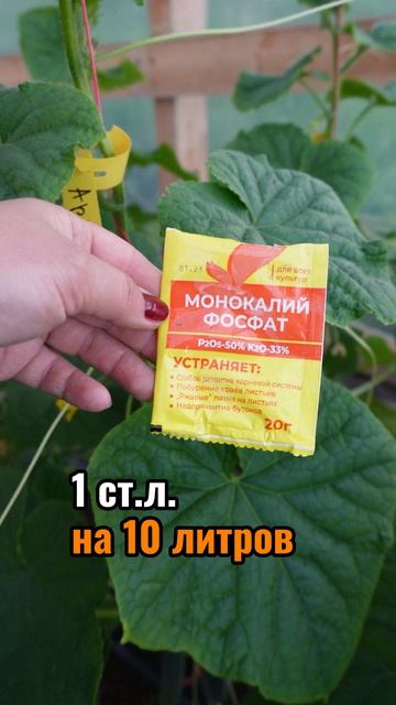 Подкормка для завязей огурцов — монофосфат калия