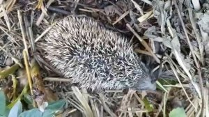 Только вышедший из гнезда ежонок. Видео Я.А. Леоновой