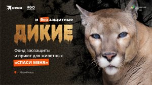 Спасают диких кошек и брошенных зверей