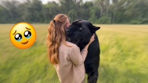 Животные помнят тех, кого любят… Эти моменты говорят обо всём. Трогательные видео с животными