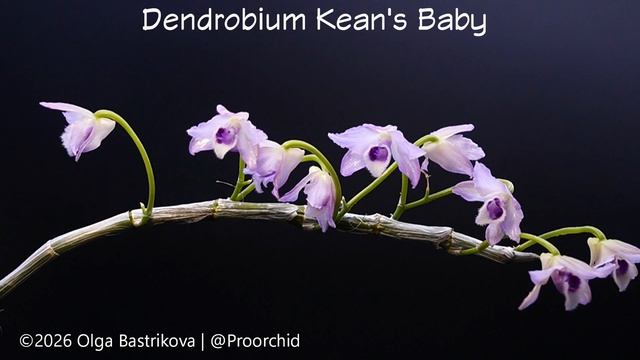 Dendrobium Kean's Baby