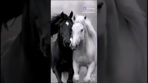 1000028784.mp4