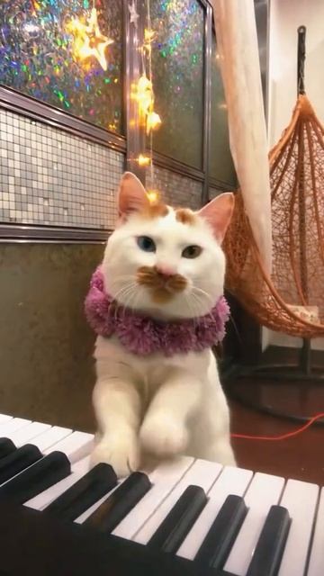 Пианист, котик очень старался