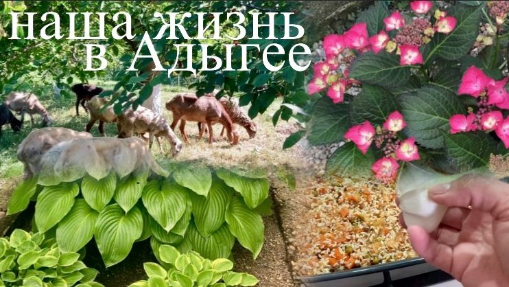 Адыгея/Жизнь на юге/ Охраняю шелковицу/ Курочка с рисом и овощами/ Расцвела гортензия/ 18-21.06.26