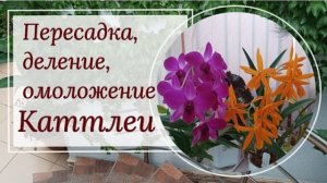 ПЕРЕСАДКА , ДЕЛЕНИЕ , ОМОЛОЖЕНИЕ ДАВНО ДОМАШНЕЙ КАТТЛЕИ . Видео от 08-2023