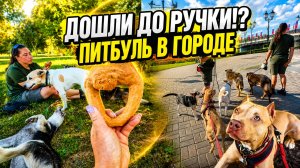 ЧЕТЫРЕ ДВОРНЯЖКИ И ПИТБУЛЬ. Социализация щенка. Как реагируют люди на собак? #питбульпеченька #dog