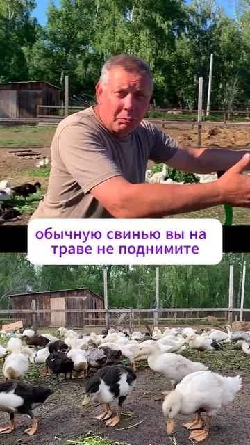 ПОЧЕМУ утка- свинья, а гусь- корова? 😱🦆