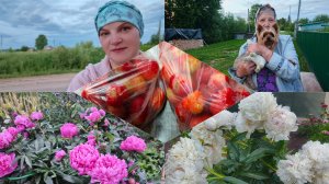 Собрала клубнику ,собираюсь в дорогу .