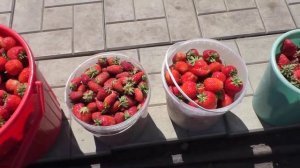 Сбор клубники 18л