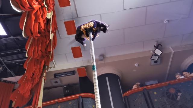Лебединое озеро, или Как прЫнц невесту искал, а коты ему помогали
