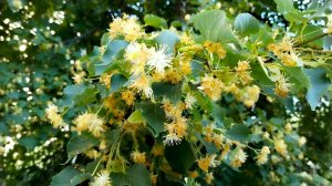Цветущая липа, какой аромат 🐝