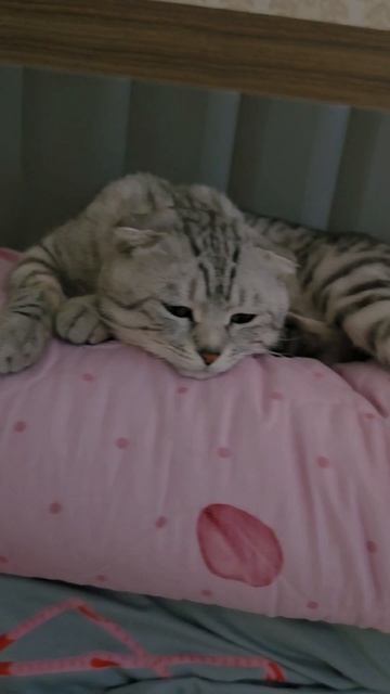 мой храбрый кот Тимон смотреть онлайн