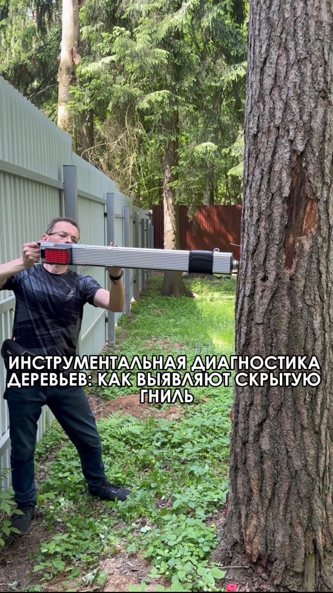 Инструментальная диагностика деревьев: как выявляют скрытую гниль