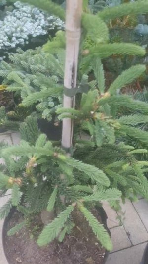 ❤🌲Пихта Рэд Тейл
✔Продажа растений в макс и телеграм канале: https://t.me/love_is_hvoiny_dvorik
🚛🪴От