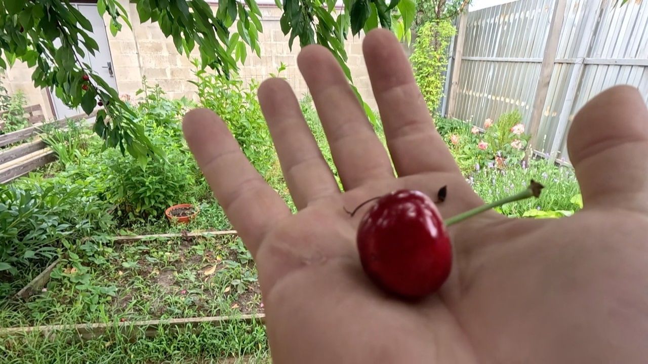 Жизнь вне орхидей. с ПЕРЕПЕЛИНОЕ яйцо ЧЕРЕШНЯ ⧸⧸ временная опора для КИШМИША