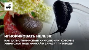 Как дать отпор испанским слизням, которые уничтожат ваш урожай и заразят питомцев