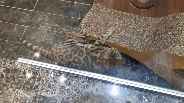 Кошечки в театре кошек Юрия Куклачёва