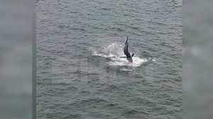 Вблизи Владивостока рыбалку местных жителей сорвала акула.