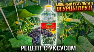 ОГУРЦЫ ЗАВАЛЯТ УРОЖАЕМ! Секретная подкормка уксусом результат за 2 дня!