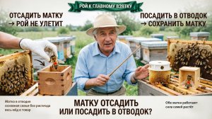 Рой перед главным взятком: матку оставить или отсадить в отводок? Отвечает профессор Кашковский 🐝👑