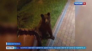 Медведи начали массово выходить к людям в Красной Поляне