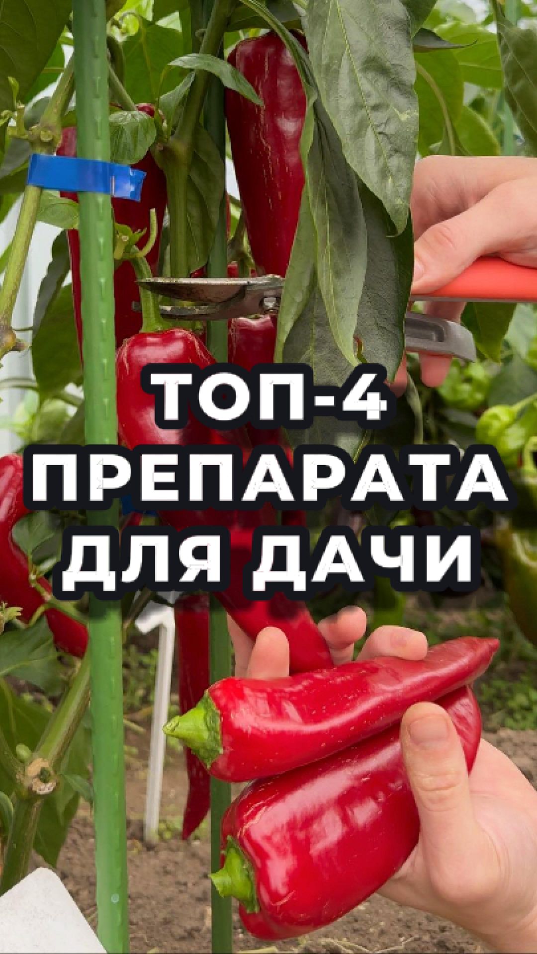 🎯 Топ-4 дачных спасателя с большой скидкой! смотреть онлайн