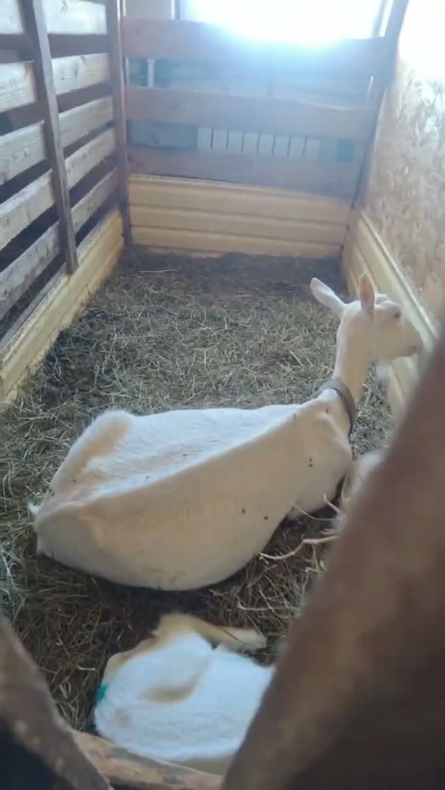 Сладкий час_ козы и козлята отдыхают 💤