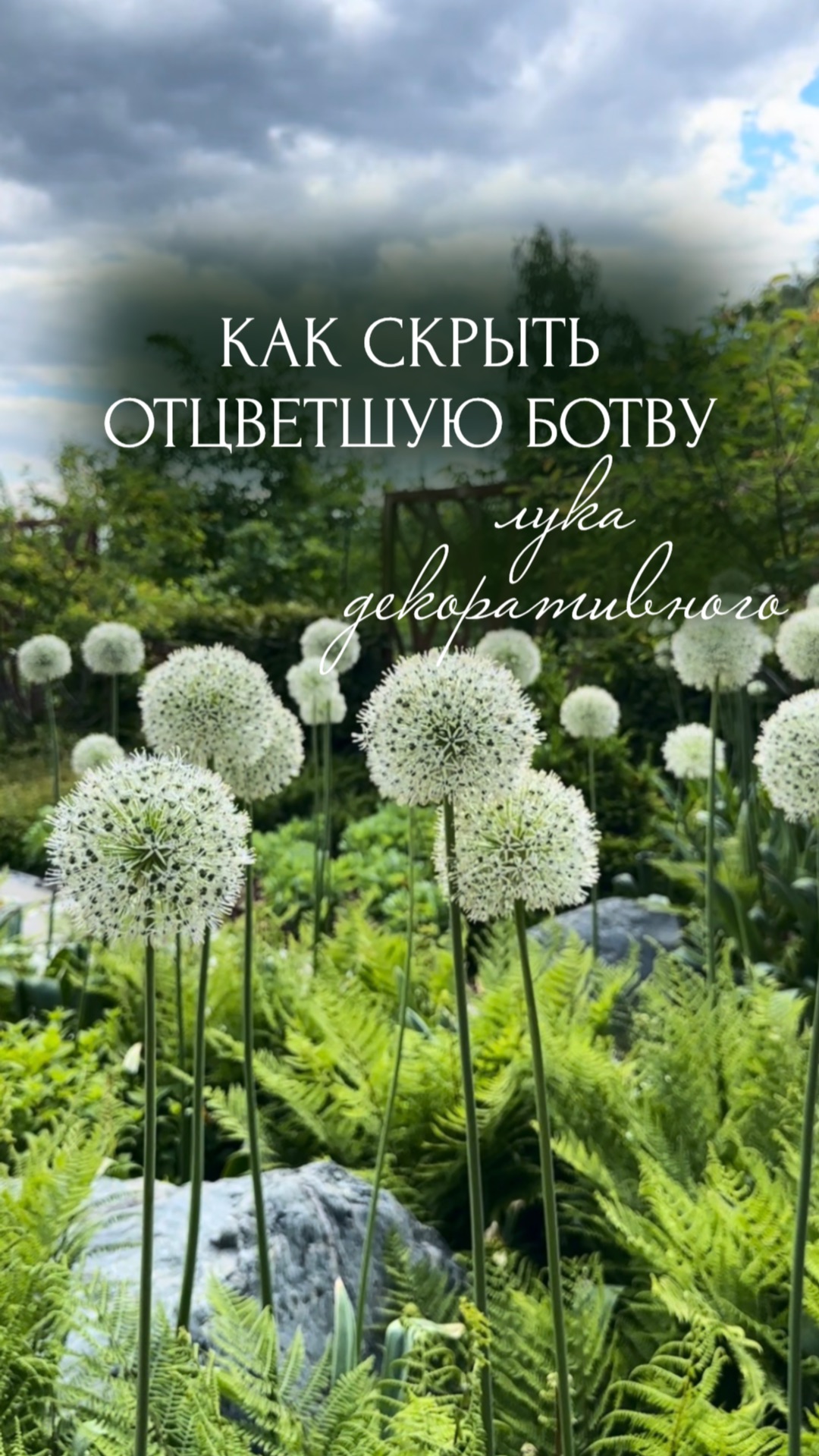 Растение, которое скроет увядающую ботву лука декоративного смотреть онлайн