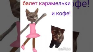Балет кошек Карамелька и Кофе. Веселые кошки и музыка