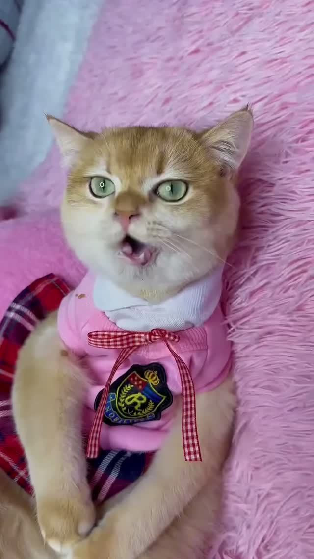 Моя кошка такая добрая! #кошка