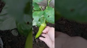 20260619_084734.mp4 Моя тепличка в июне 🏡👍