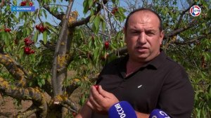 В Севастополе стартовал сезон сбора черешни