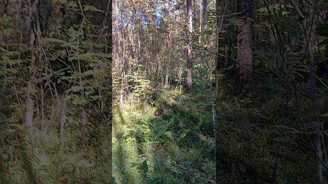сентябрь2025. лес