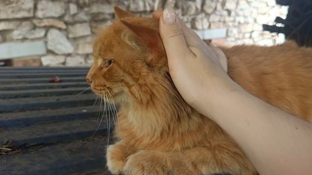 Котики смотреть онлайн