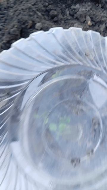 Опять маракуйя