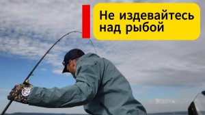 Поймал — отпусти? Как мы лишаем рыбу шанса выжить.