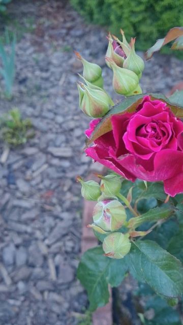 Розы вечером!🌹🥀🌹