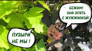 ЖИВАЯ ИЗГОРОДЬ С НУЛЯ. КУСТОРЕЗ И ПОЗОР БЛОГЕРА. 22-06-2026
