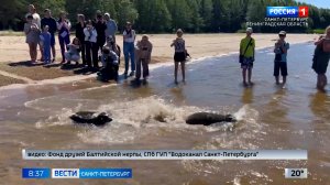 Вести Санкт-Петербург. Выпуск 08.35 от 22.06.2026