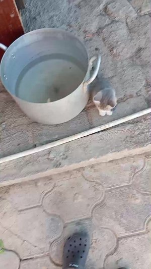 котята☺️