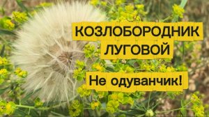 Козлобородник. Это не одуванчик, Анна✅