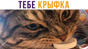 Тебе крыфка!) Приколы с котами