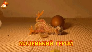 Новорождённый цыплёнок оказался на спине и испугался, но потом уснул на животике