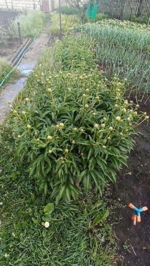 Пионы расцвели 🌺