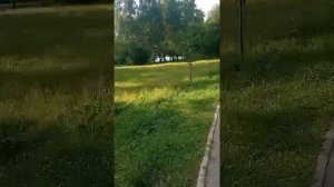 природа парка 200 лет Егорьевску 🍀☘️🍃🌿